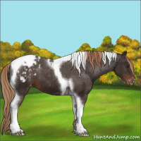 Horse Color:Liver Chestnut Sabino Tobiano Varnish 