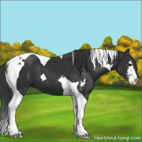 Horse Color:Black Sabino Tobiano