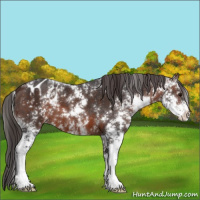 Horse Color:Brown Sabino Blanket