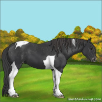 Horse Color:Black Sabino Tobiano Appaloosa