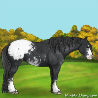 Horse Color:Black Sabino Snowcap 