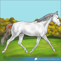 Horse Color:Chestnut Sabino Appaloosa 