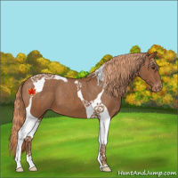 Horse Color:Chestnut Tobiano Appaloosa 