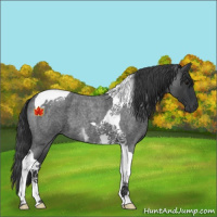 Horse Color:Blue Roan Tobiano 