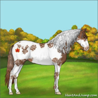Horse Color:Chestnut Tobiano Frame Appaloosa 