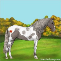 Horse Color:Silver Blue Roan Tobiano