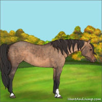 Horse Color:Brown Dun and Bay Dun