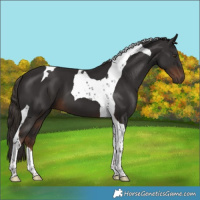 Horse Color:Liver Chestnut Tobiano 