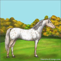 Horse Color:Silver Buckskin Pearl Dun Appaloosa Brindle 