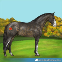 Horse Color:Buckskin Sabino 