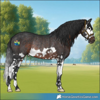 Horse Color:Brown Splash Rabicano