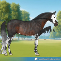 Horse Color:Brown Splash Rabicano