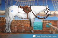 Horse Color:Gray White Spotted Black 