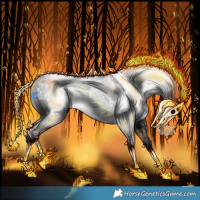 Horse Color:Gray Black