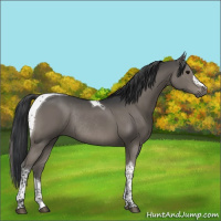 Horse Color:Grullo Tobiano Rabicano 