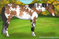 Horse Color:White Spotted Buckskin Rabicano