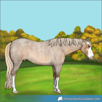 Horse Color:White Spotted Chocolate Palomino Roan