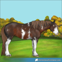 Horse Color:Liver Chestnut Sabino 