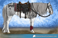 Horse Color:Black Splash Appaloosa