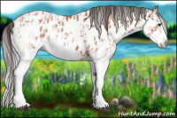 Horse Color:White Spotted Bay Splash Appaloosa  and Gray White Spotted Bay Splash Appaloosa 
