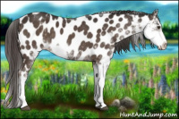 Horse Color:Liver Chestnut Sabino Near Leopard
