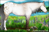Horse Color:Gray Amber Champagne Appaloosa