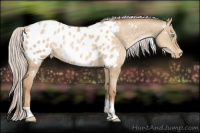Horse Color:Silver Buckskin Pearl Dun Sabino Tobiano Appaloosa 