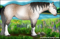Horse Color:Gray Brown Dun 