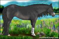 Horse Color:Black 