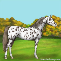 Horse Color:Liver Chestnut Near Leopard 
