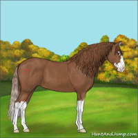 Horse Color:Chestnut Sabino Splash Appaloosa 