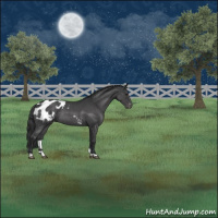 Horse Color:Blue Roan Blanket Rabicano 