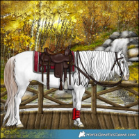 Horse Color:Red Dun Appaloosa 