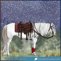 Horse Color:Bay Tobiano Appaloosa 