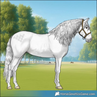 Horse Color:Gray Silver Bay Splash 