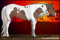 Horse Color:Silver Black Tobiano 
