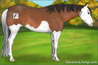 Horse Color:Bay Splash 