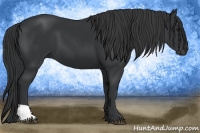 Horse Color:Black and Black