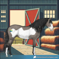 Horse Color:Grullo Frame Rabicano 