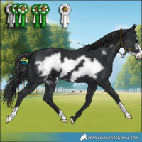 Horse Color:Black Frame 