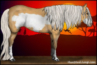 Horse Color:Silver Buckskin Frame 