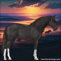 Horse Color:Smoky Black