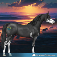 Horse Color:Black Sabino 