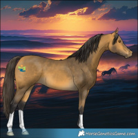 Horse Color:Buckskin 
