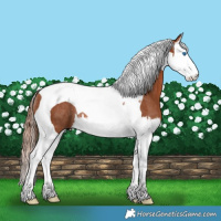 Horse Color:Chestnut Splash Tobiano Rabicano