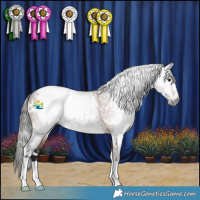 Horse Color:Gray White Spotted Bay