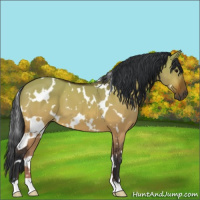 Horse Color:White Spotted Bay Dun 
