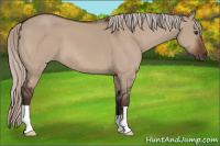 Horse Color:Silver Brown Dun 
