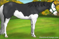 Horse Color:Black Splash 