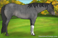 Horse Color:Blue Roan 